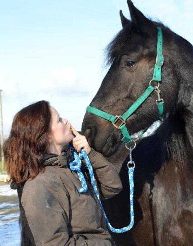 Barockpferd Ilano billede 25