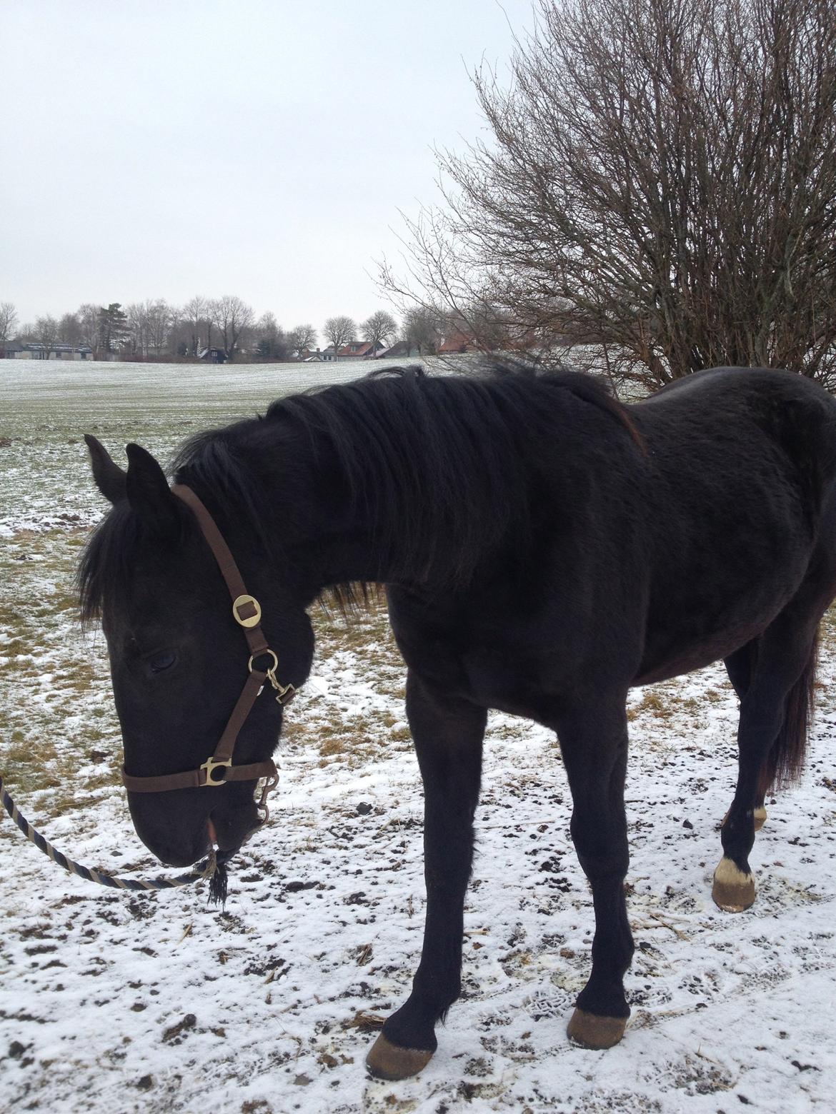 Oldenborg Bjerregravs Bogart *solgt* - 25. februar 2013 billede 18