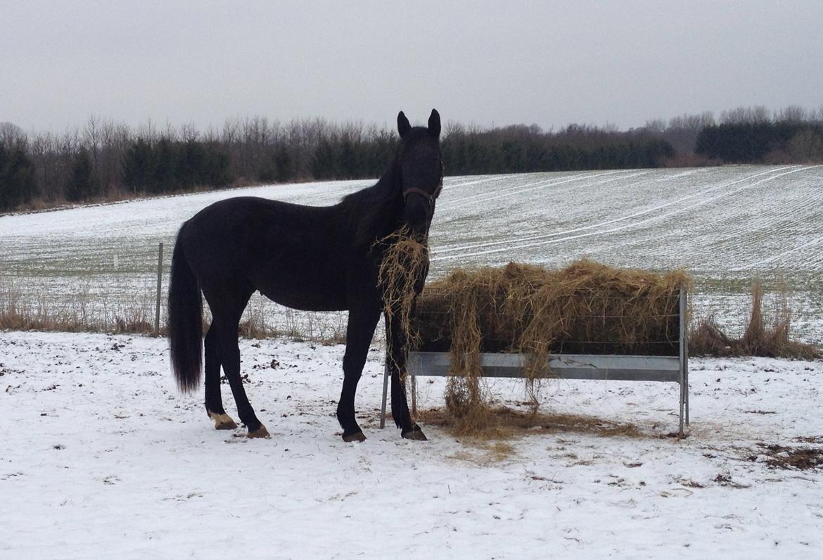 Oldenborg Bjerregravs Bogart *solgt* - 25. februar 2013 billede 19