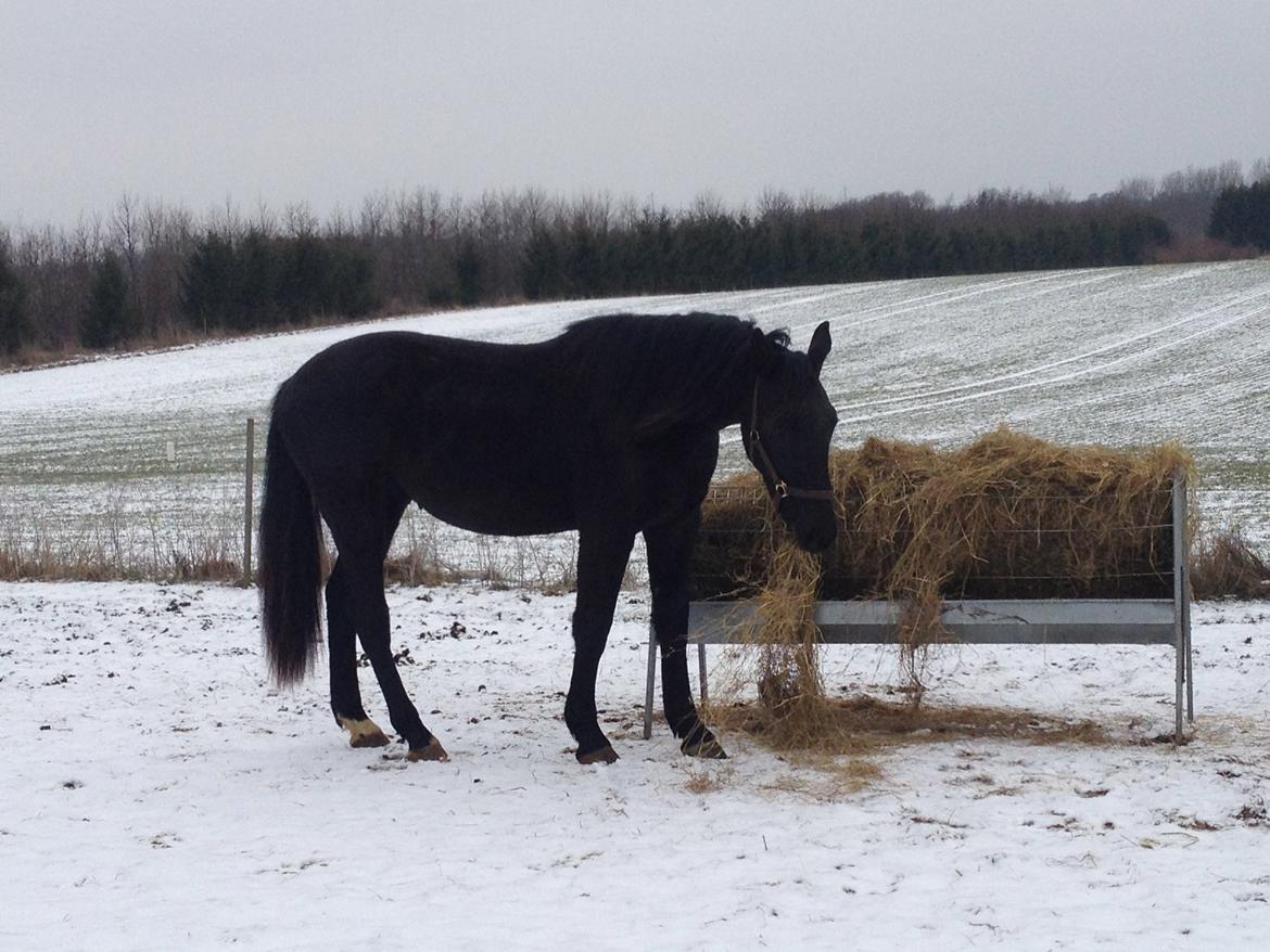 Oldenborg Bjerregravs Bogart *solgt* - 25. februar 2013 billede 20