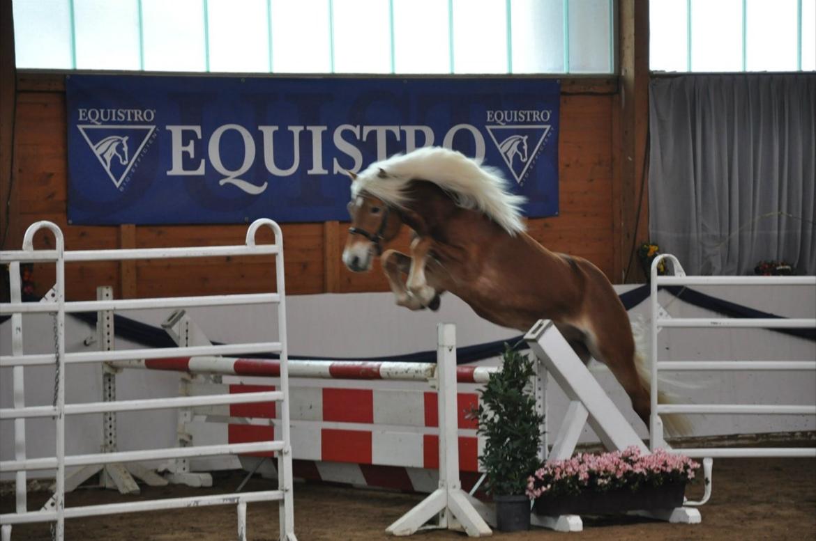 Haflinger Sarotti - Sarotti hingstekåring Tyskland billede 5