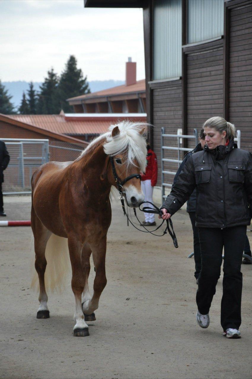 Haflinger Sarotti - Sarotti hingstekåring Tyskland billede 7
