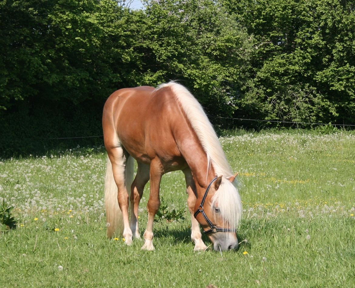 Haflinger Sarotti - Sarotti første dag hos mig - Maj 2012  billede 9