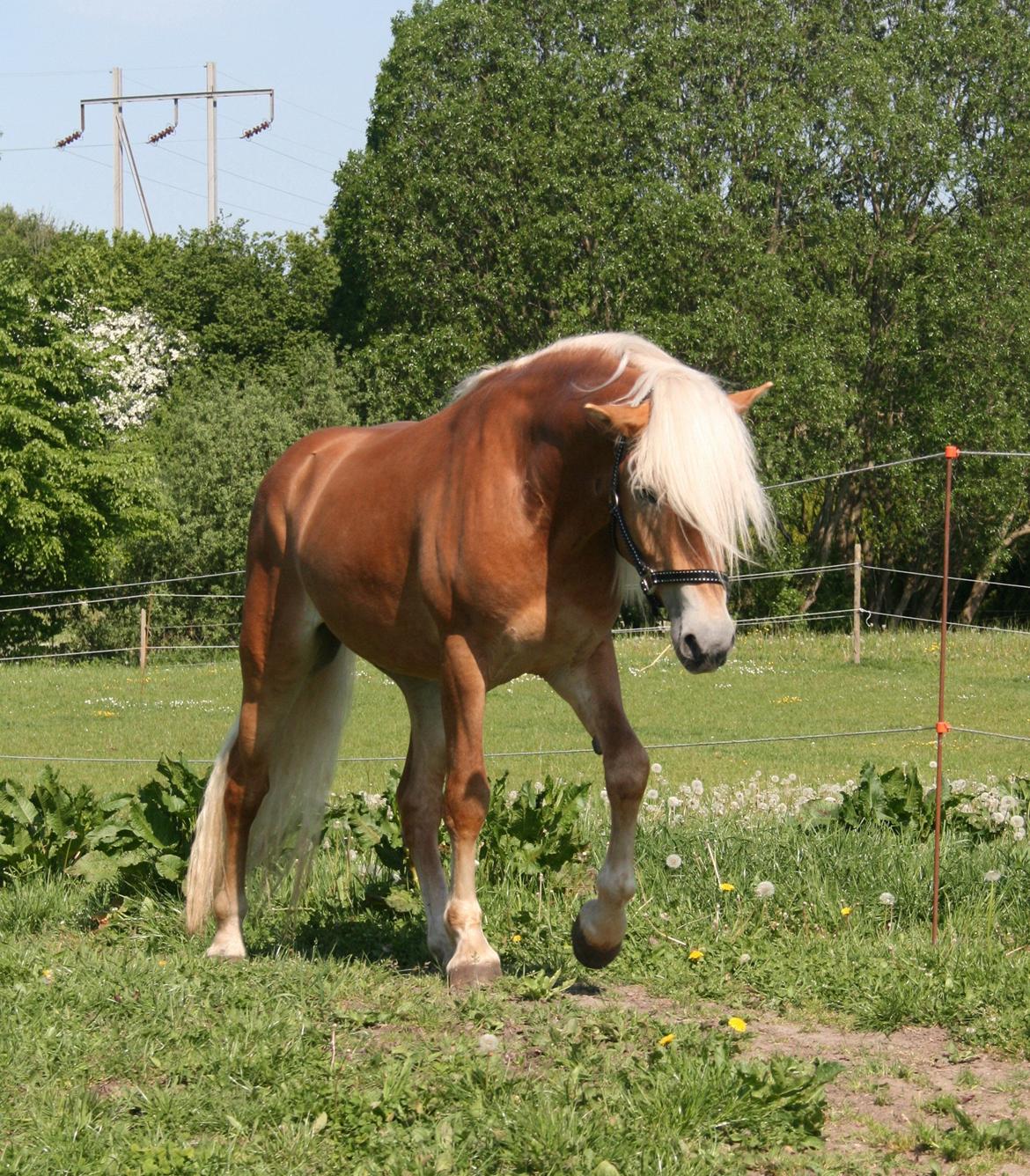 Haflinger Sarotti - Sarotti første dag hos mig - Maj 2012 billede 12