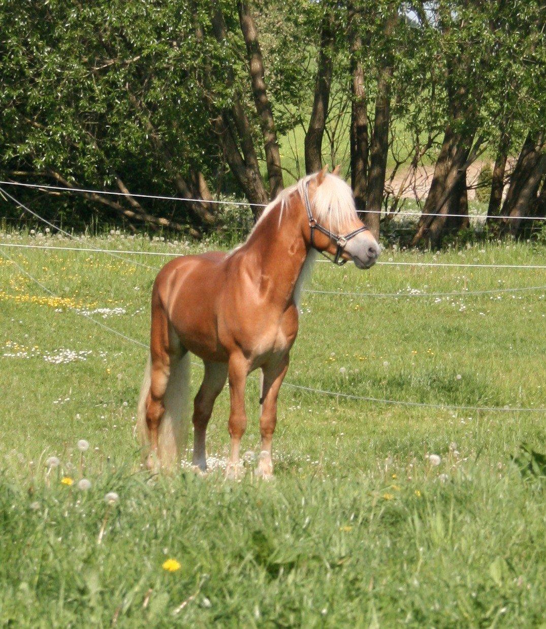 Haflinger Sarotti - Sarotti første dag hos mig - Maj 2012  billede 16