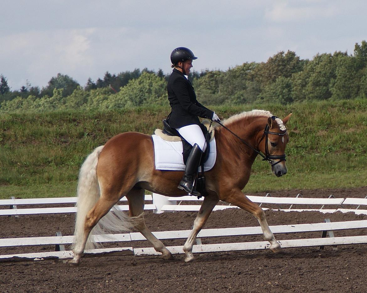 Haflinger Sarotti - Sarotti DM for ungheste 2012 billede 4