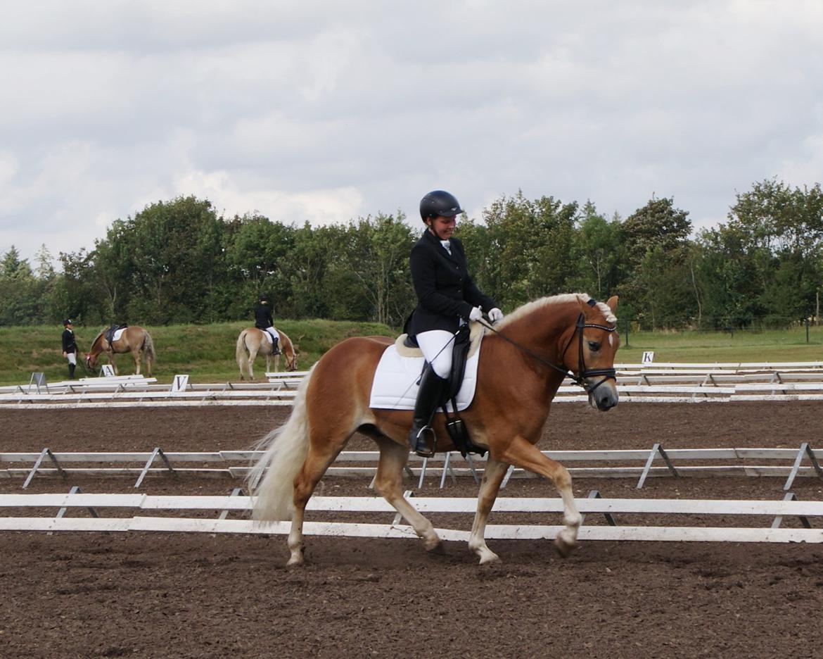 Haflinger Sarotti - Sarotti DM for ungheste 2012 billede 18