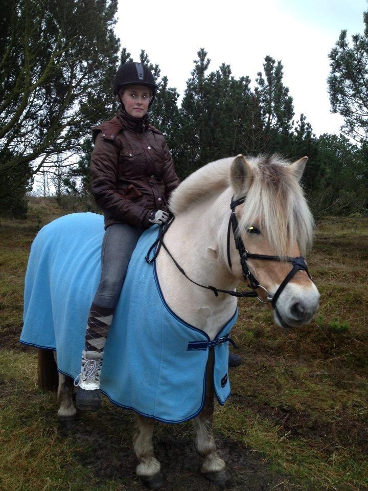 Fjordhest Buster billede 18