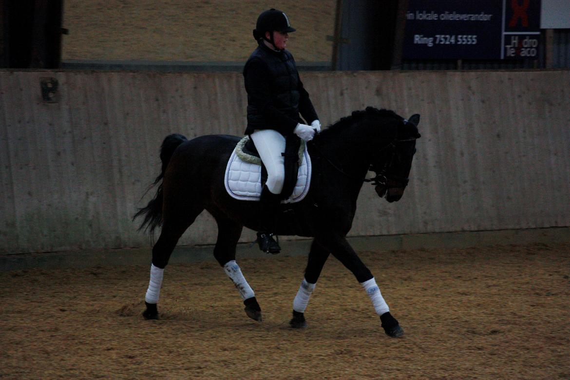 New Forest Elmholts Granat - første stævne sammen i Ølgod billede 6