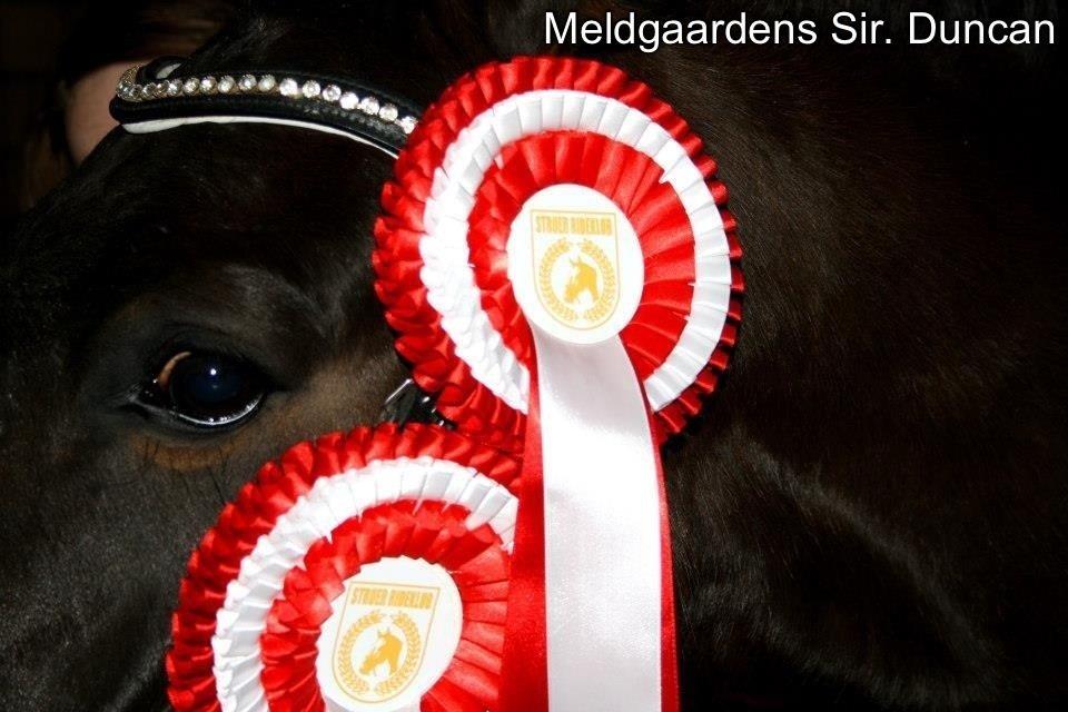 New Forest Meldgaardens Sir Duncan l B-pony - There is no secret so close as that between a rider and her horse l Duncan med to røde rosetter. billede 6