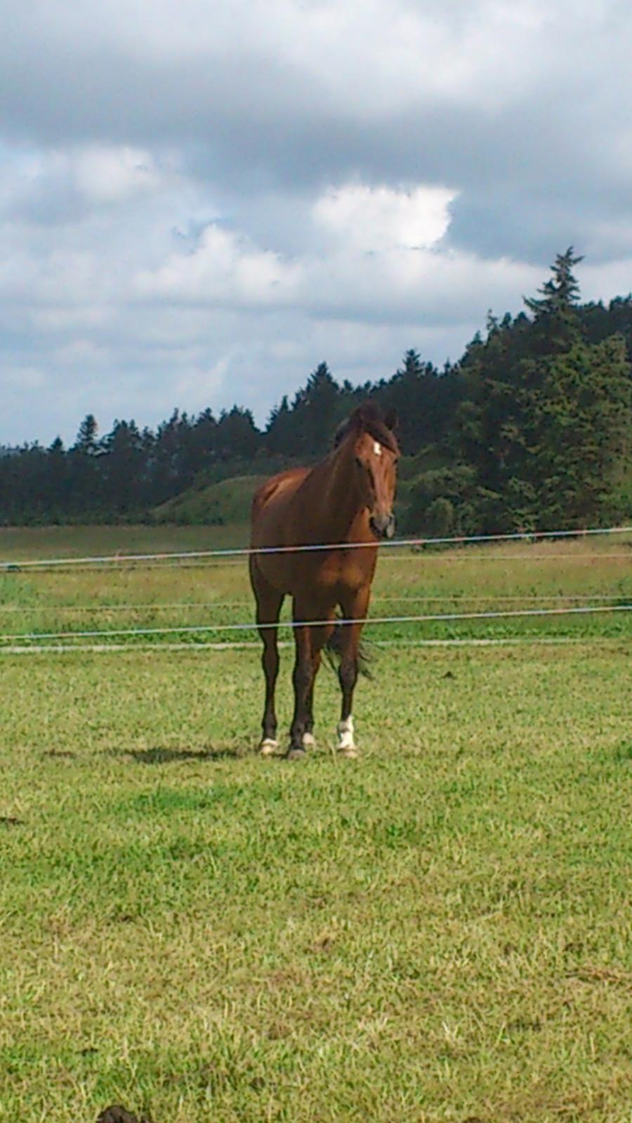 Dansk Varmblod Loboss Lavitano (Loppen) - Min smukke Loppen <3 <3 billede 6