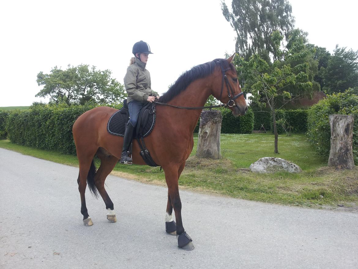 Dansk Varmblod Loboss Lavitano (Loppen) - Holder lige øje med trafikken!!! billede 7