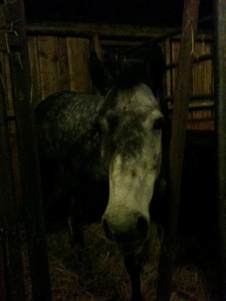 Holstener Corleone -Colle- - Lige ankommet billede 15