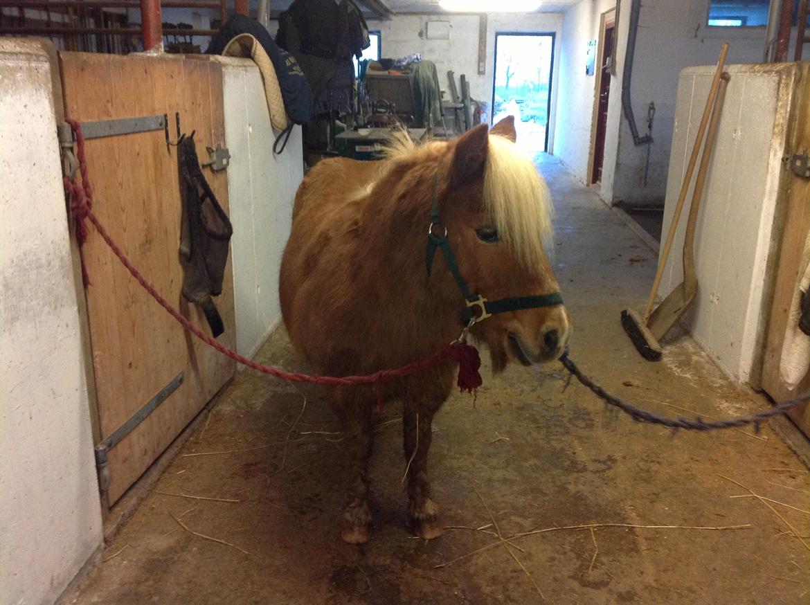 Shetlænder Frederik - I stalden. billede 1