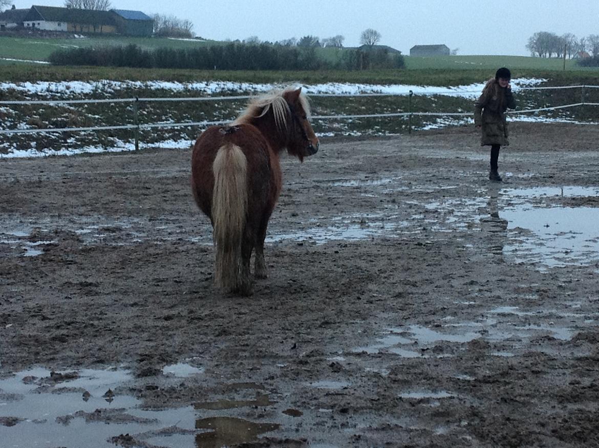 Shetlænder Frederik billede 2