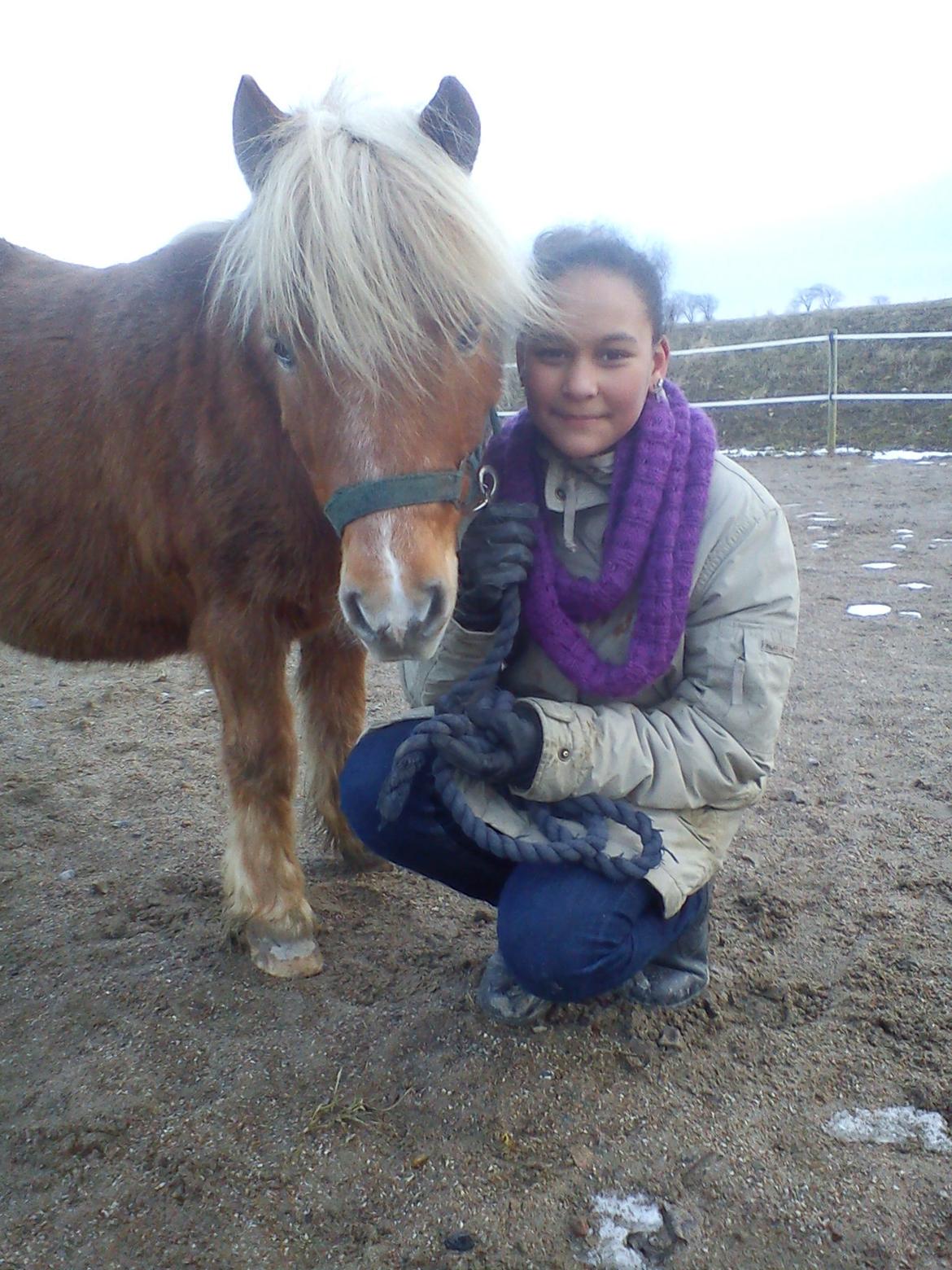 Shetlænder Frederik billede 3