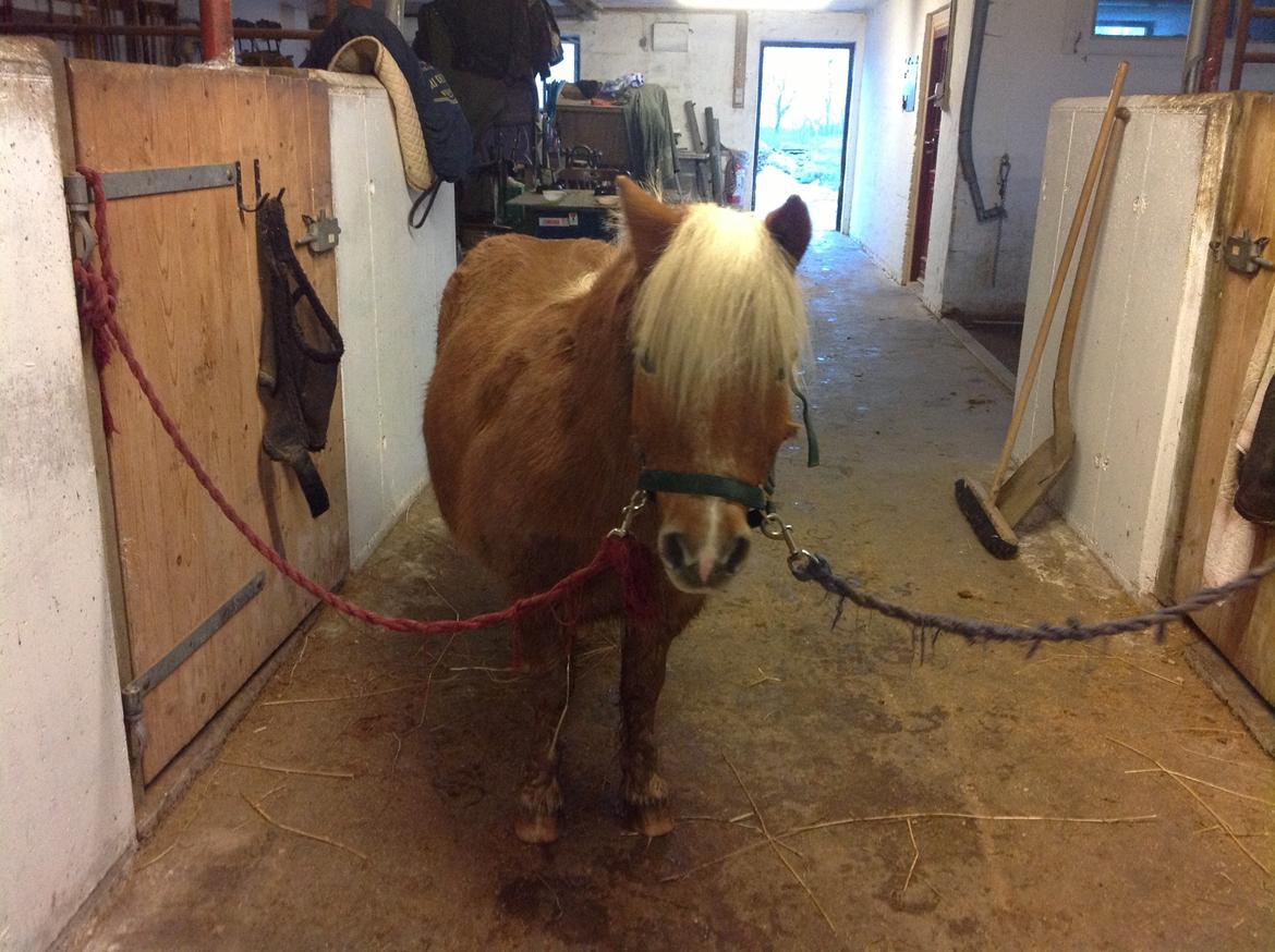 Shetlænder Frederik billede 4