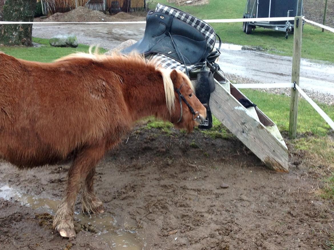 Shetlænder Frederik billede 5