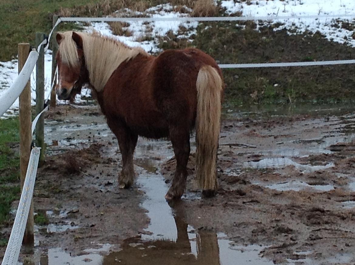Shetlænder Frederik billede 6