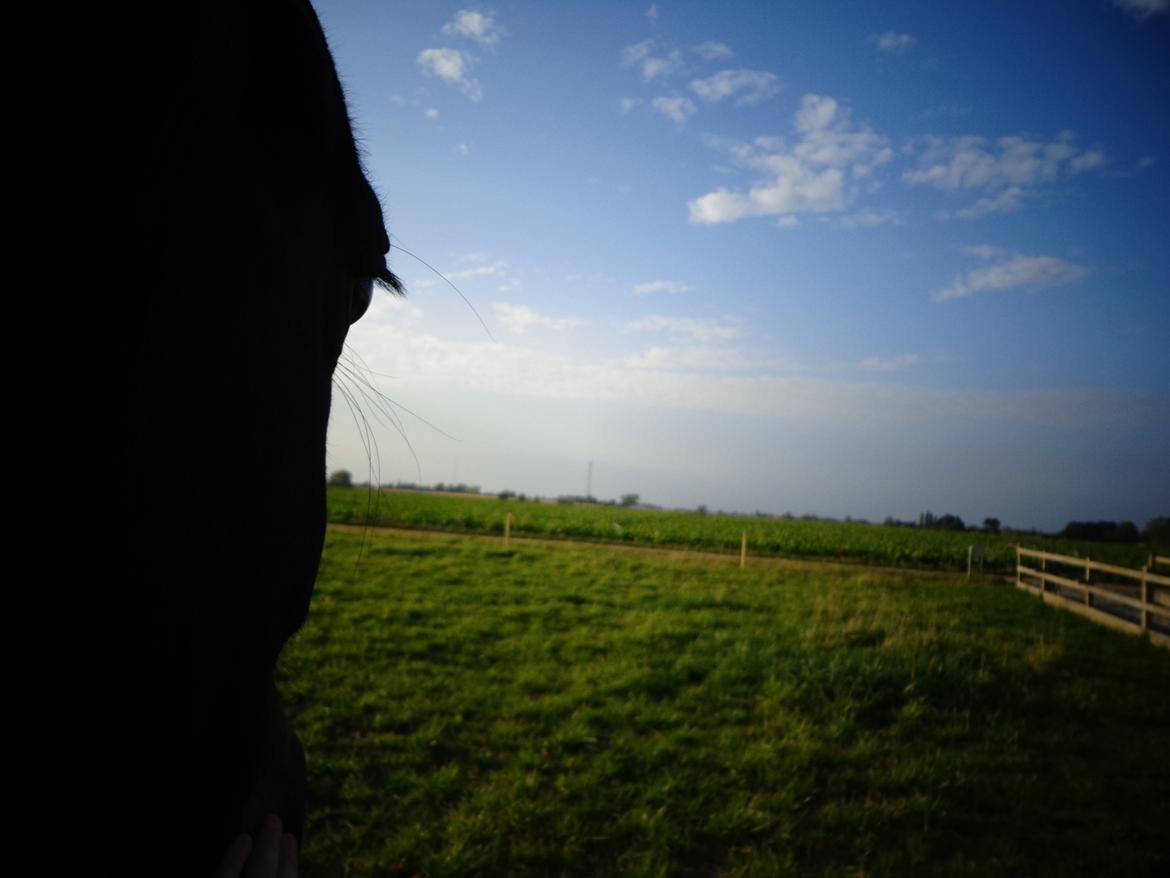 Anden særlig race Miss Shadow billede 12