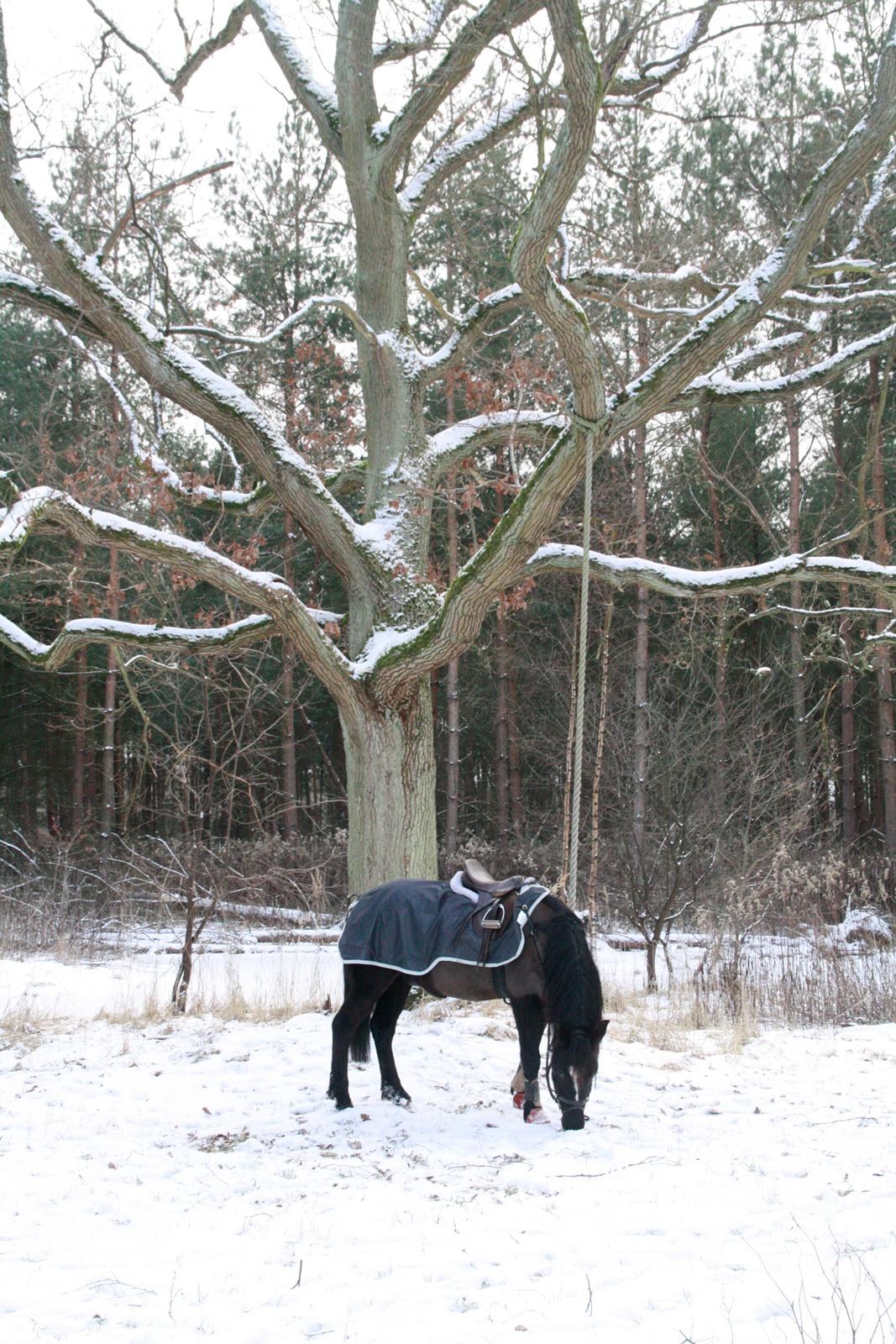 Svensk Sportspony  Blackie Brown :) - Han er så flot og dejlig det var en hyggelig tur i skoven<3 foto (far) billede 15