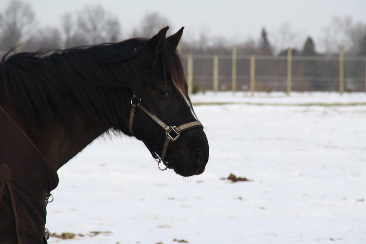 Svensk Sportspony  Blackie Brown :) - Min flotte pony <3 foto (Matilde Jensne) mig billede 17