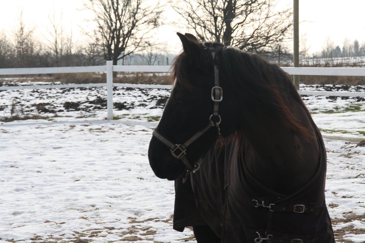 Svensk Sportspony  Blackie Brown :) - jeg elser dig det er helt ubeskriveligt<33 foto (Matilde Jensen) mig billede 10