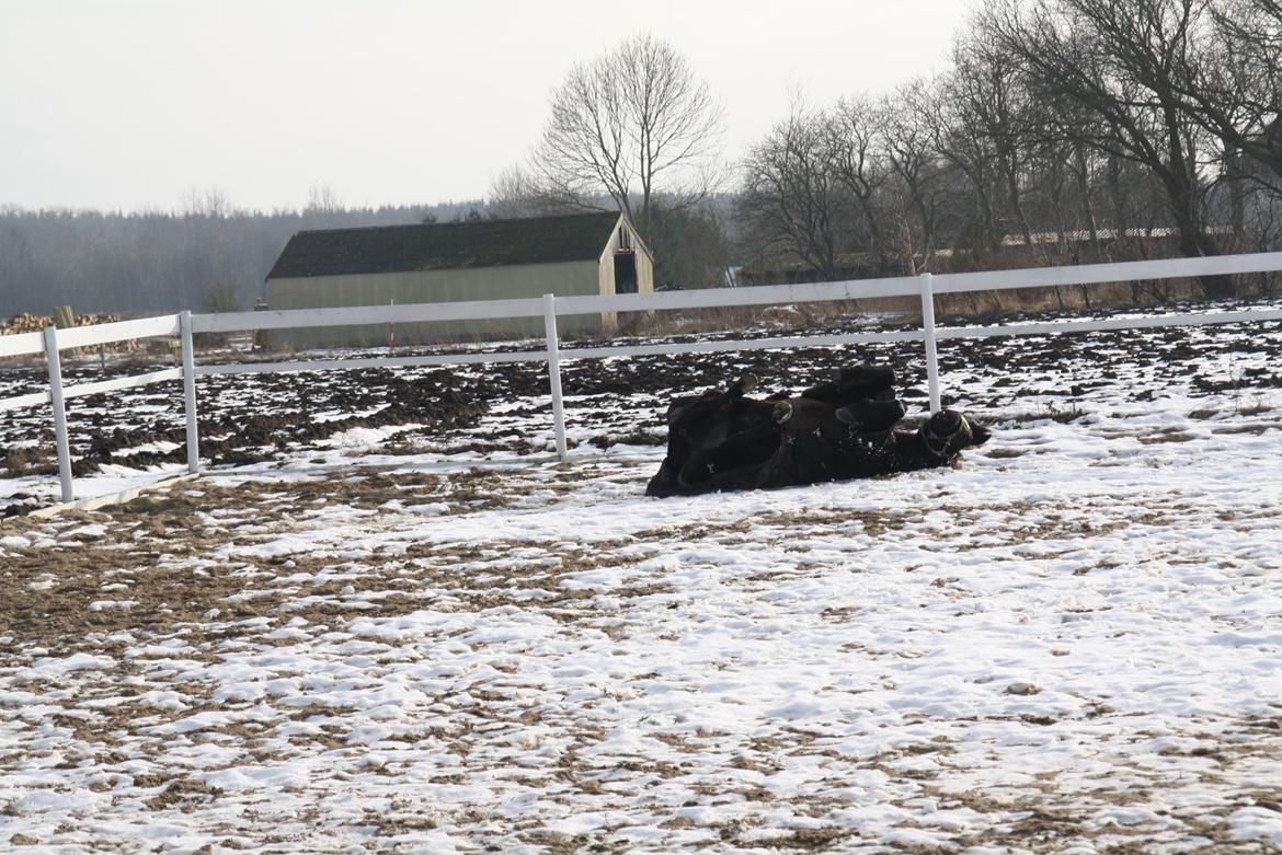 Svensk Sportspony  Blackie Brown :) - Han ruller sig for anden gang han er så dygtig<3 foto (Matilde Jensen) mig  billede 18