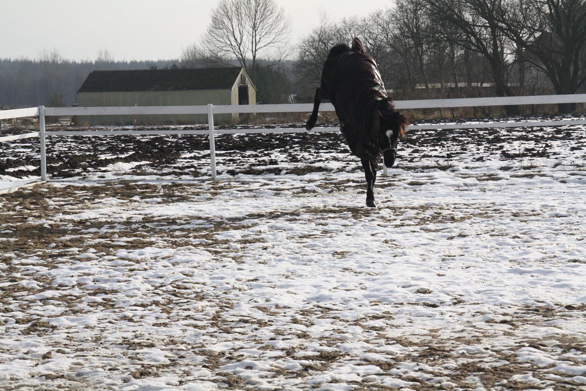 Svensk Sportspony  Blackie Brown :) - Det er som jeg kender min pony bedst han var så sød den dag<3 foto (Matilde Jensen) mig billede 8