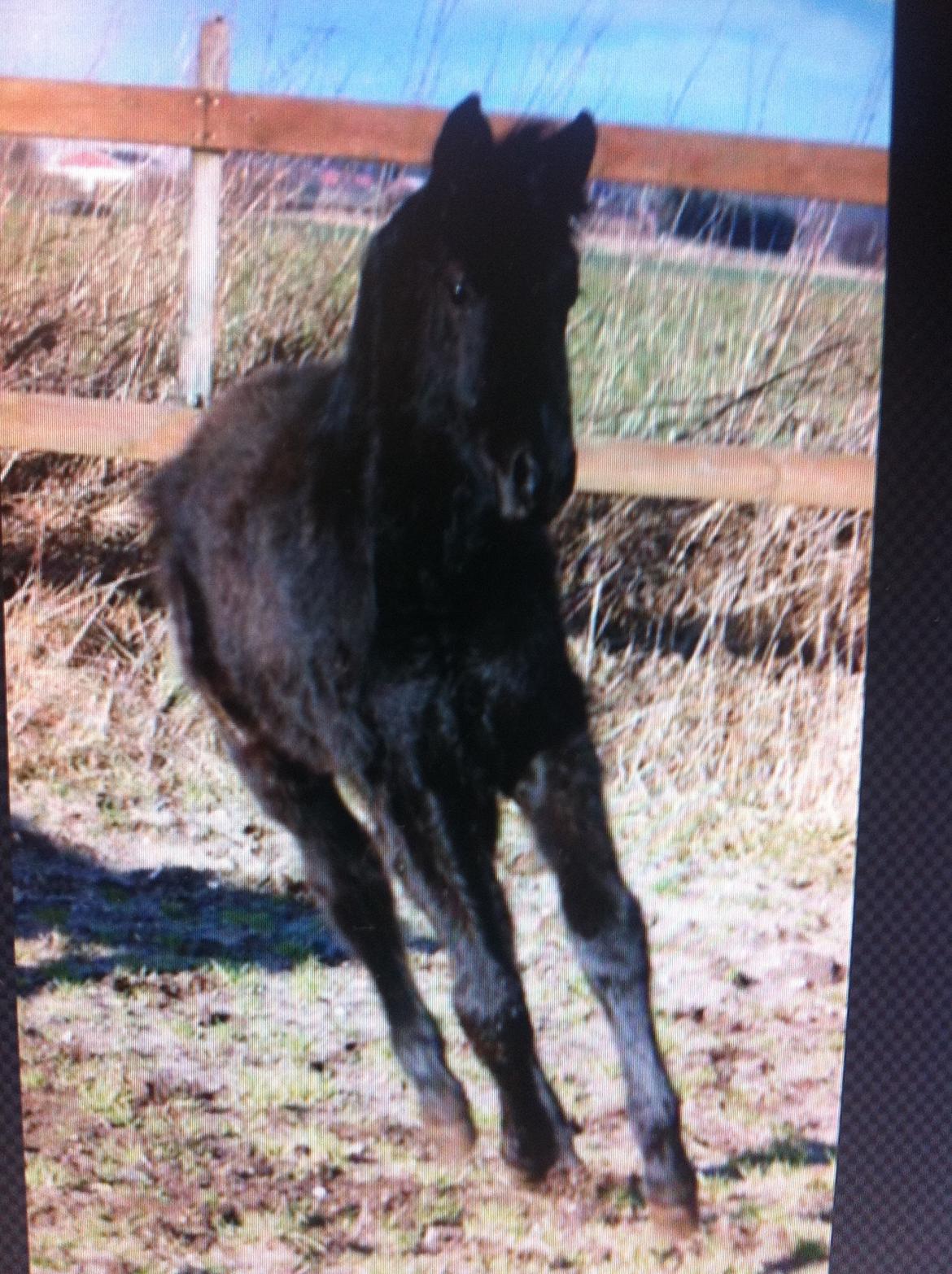 Dansk Varmblod Imhoff's freedom billede 17