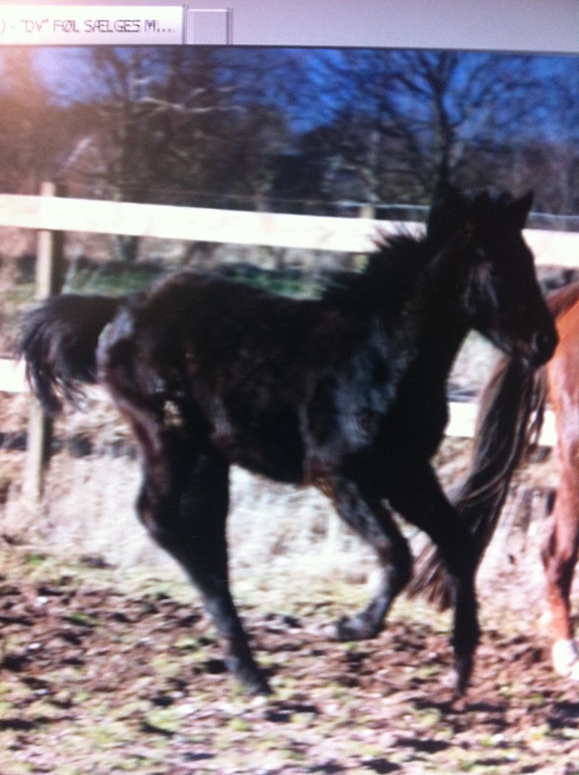 Dansk Varmblod Imhoff's freedom - fra salgsano.  billede 18
