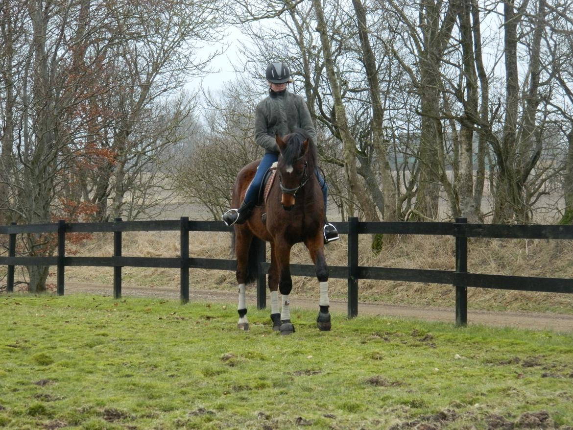 Dansk Varmblod Stenager's Remember Me - 25.02.13 - Vi er ved at lave en versade, ved godt den ikke er perfekt. Men øvelse gør mester :-) billede 6