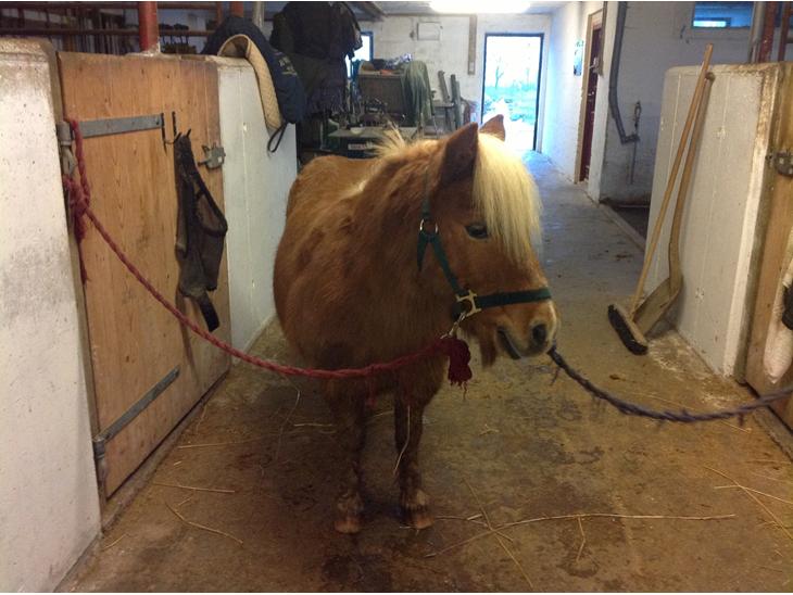 {{currentPhoto.altText}} billede {{currentPhoto.number}}