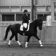 Dansk Varmblod Majgårdens Epo-Z