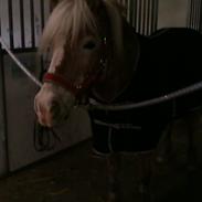 Haflinger Hof Tana