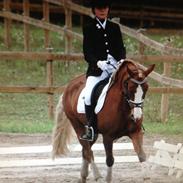 Welsh Pony af Cob-type (sec C) Gribsvads Lady Dee<3 snusken<3<3