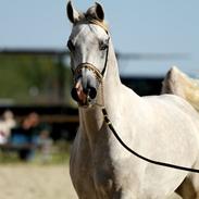 Arabisk fuldblod (OX) Ghadir Ibn Jayyid