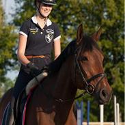 Dansk Varmblod Dolomit