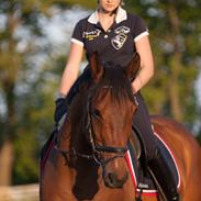 Dansk Varmblod Dolomit