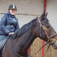 Dansk Varmblod Constantias Charlie