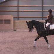 Dansk Varmblod costa brava