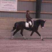 Dansk Varmblod costa brava