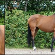 Dansk Varmblod Vestegaardens Leonora