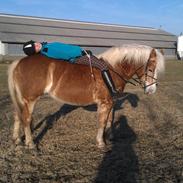 Haflinger Hof Tana