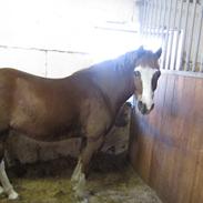 Welsh Pony af Cob-type (sec C) Holmgårdens Amazing star (Solgt) miss you so much