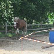 Welsh Pony af Cob-type (sec C) Holmgårdens Amazing star (Solgt) miss you so much