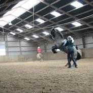 Islænder Askjör fra Lyskjær [Mit kæreste eje]