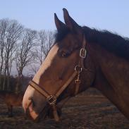 Trakehner Rosty Mølholm R.I.P <3