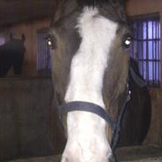 Trakehner Rosty Mølholm R.I.P <3