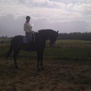 Trakehner Rosty Mølholm R.I.P <3